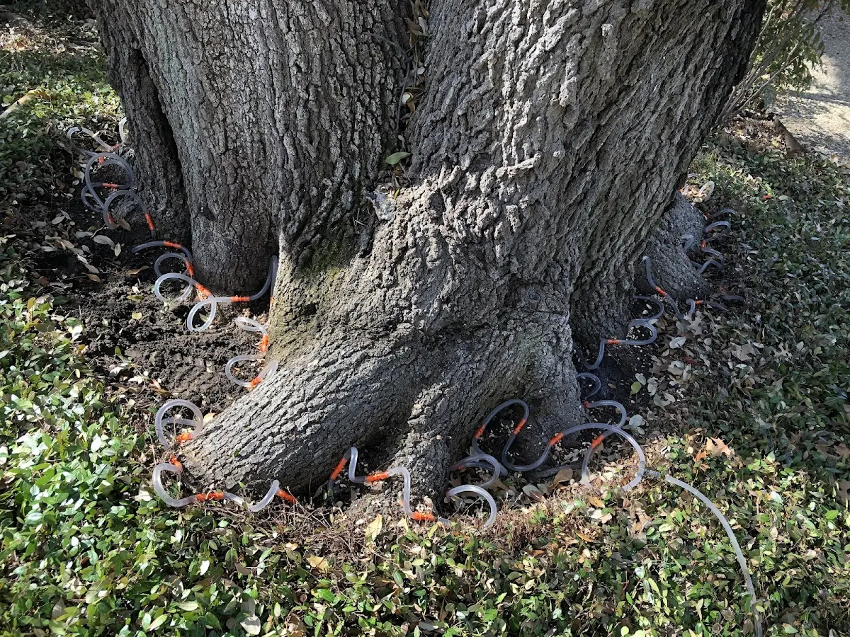 Detailed Tree Cabling and Bracing job site in Tuckerton