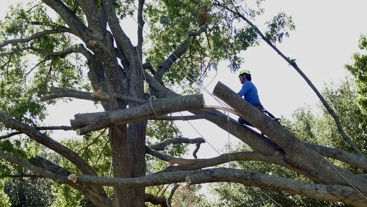 Professional Hazardous Tree Removal performed by certified arborists in Tuckerton